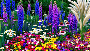 പൂത്തിരി – എൽസ നീലിമ മാത്യു